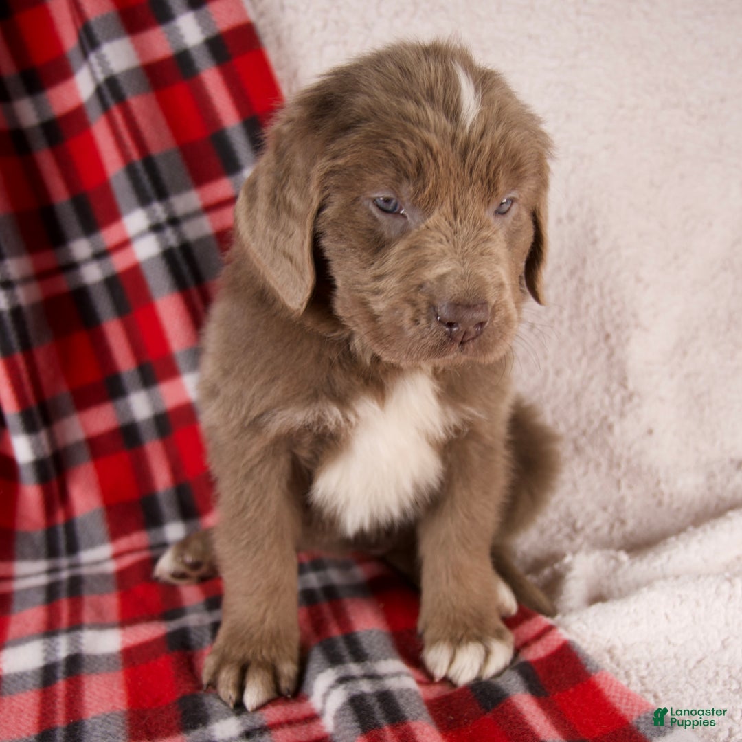 Newfoundland dogs for sale: Flora - Ad 2