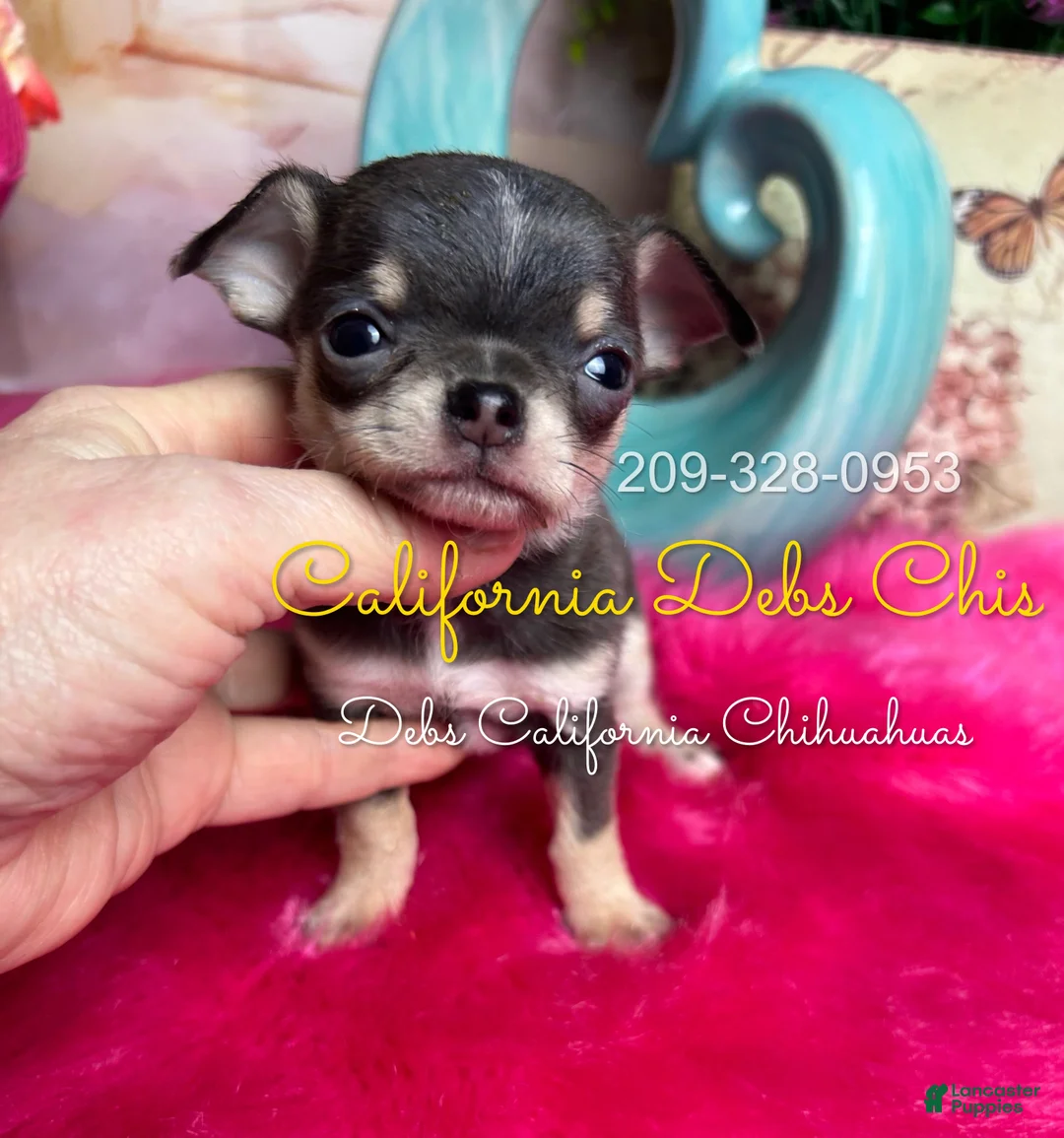 Chihuahua dogs for sale: Tiny VIOLET  - Ad 3