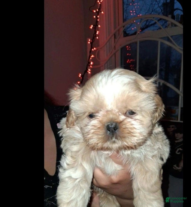 Shih Tzu dogs Shih Tzu Puppy 2 - Ad 10