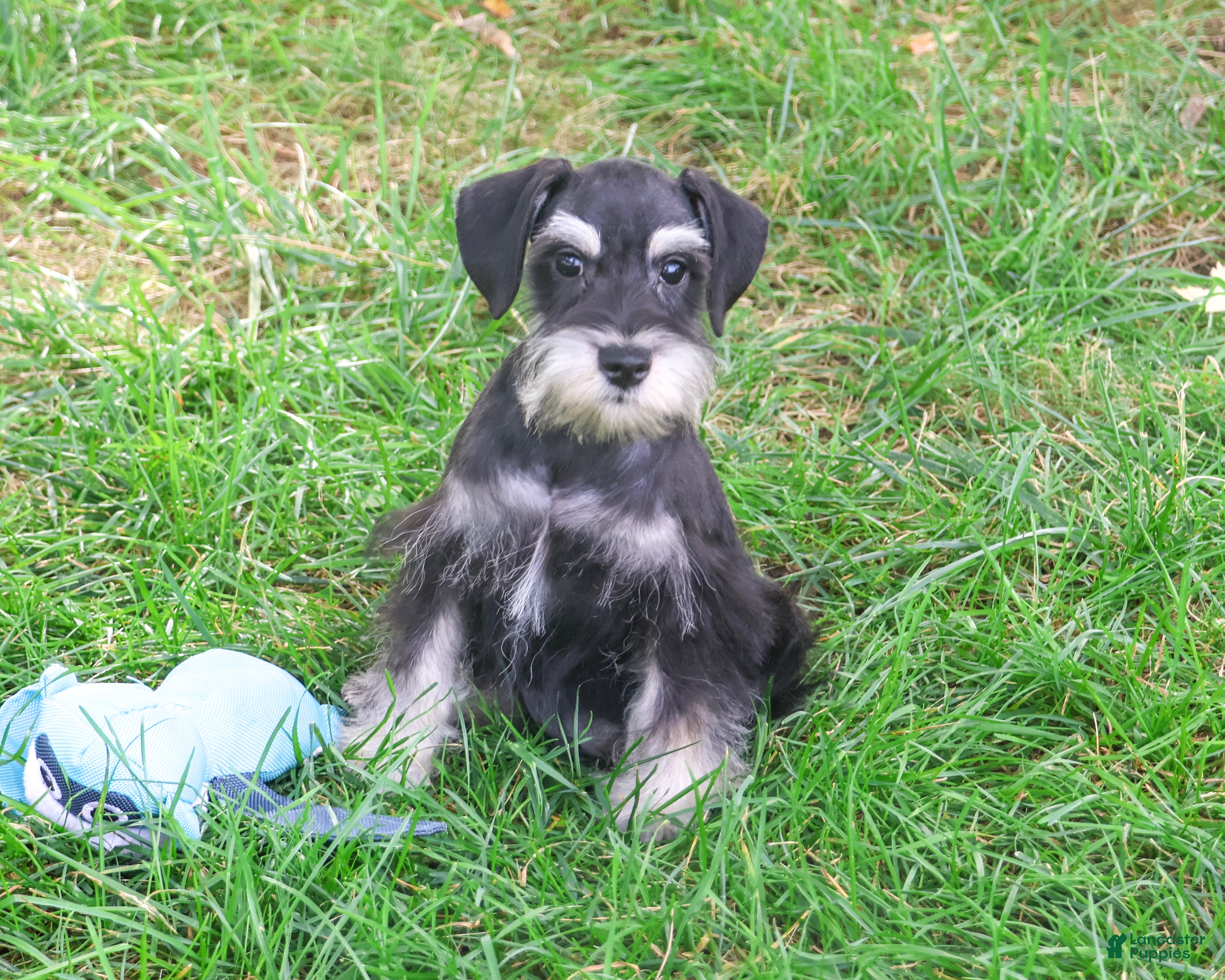Miniature Schnauzer dogs Jonah - Ad 35