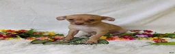 Chihuahua dogs for sale: Mary legs - Ad 4