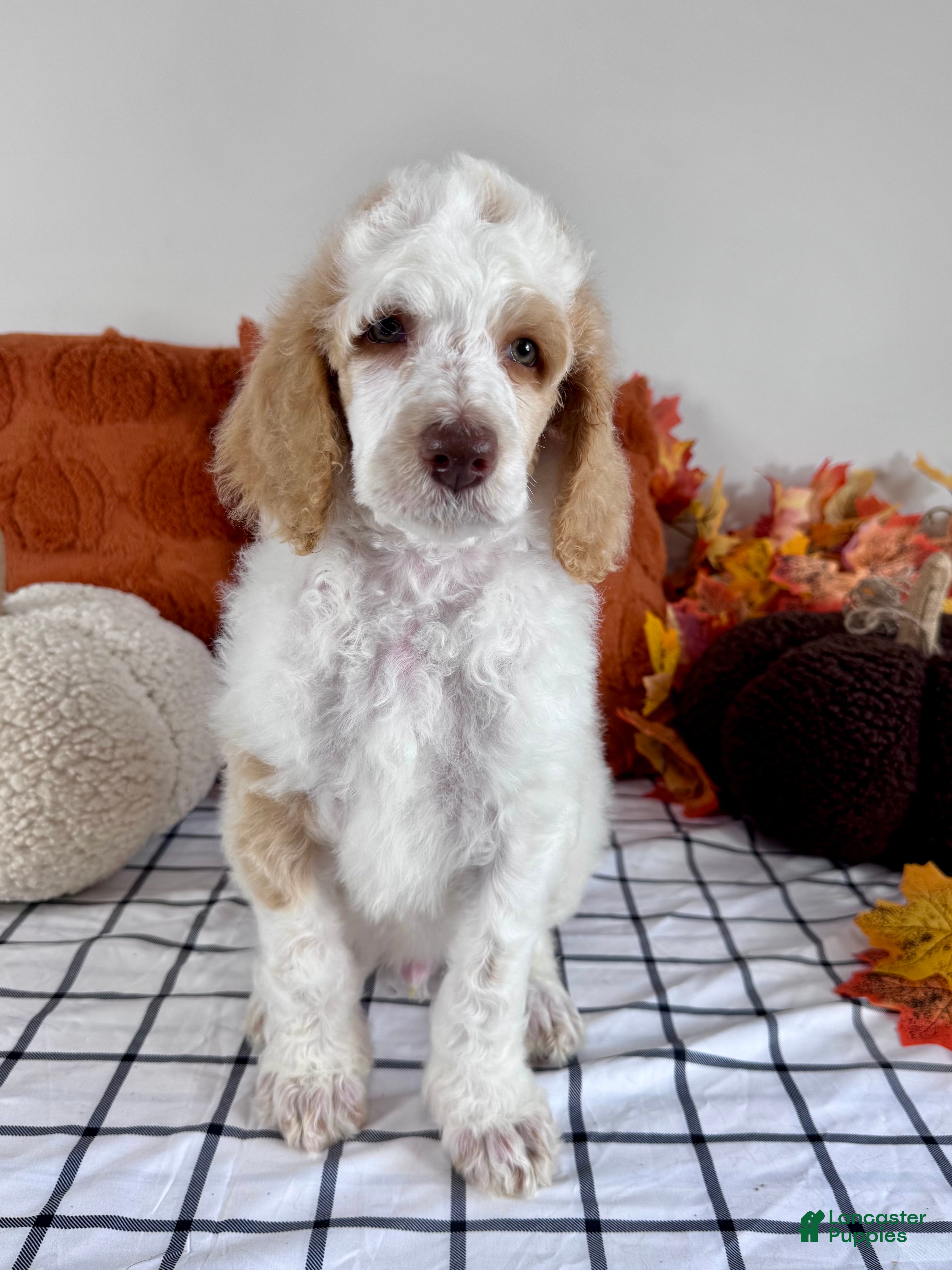 Standard Poodle dogs Ready 9/15 ☀️ Green collar ☀️ - Ad 2