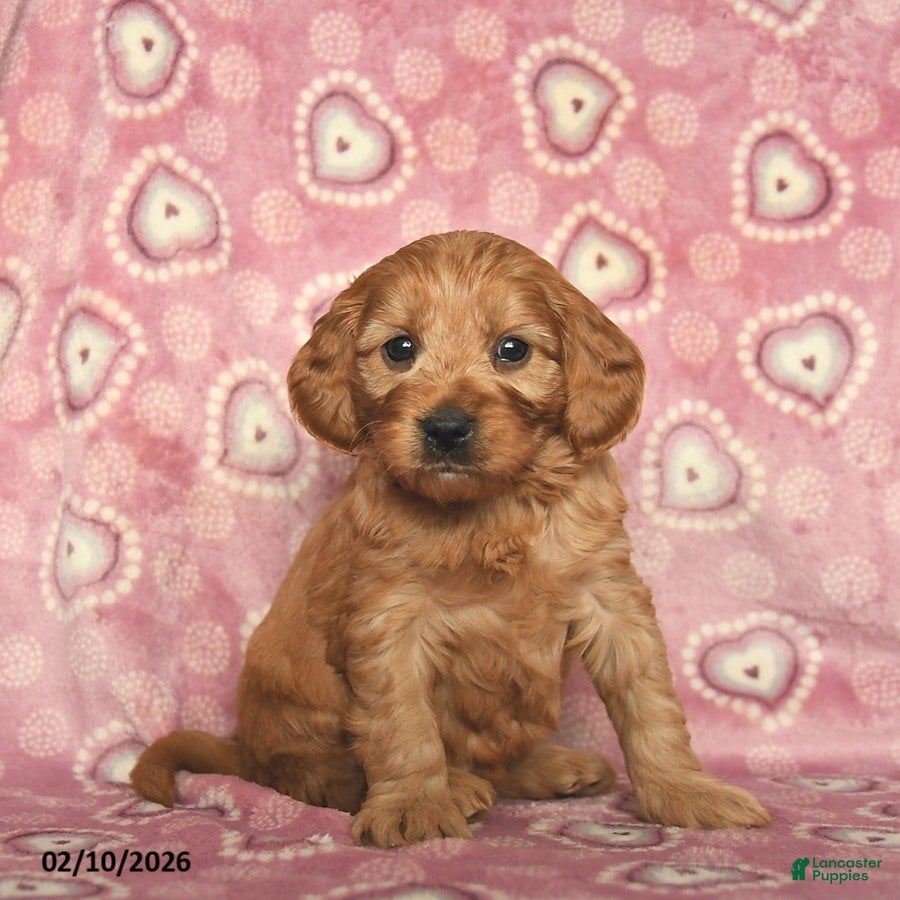 Cavapoo dogs Romeo  - Ad 2