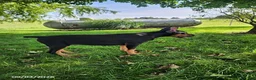 Doberman Pinscher dogs for sale: Kingston - Ad 4