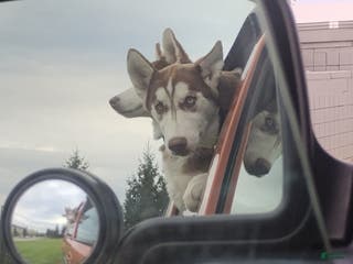 Alaskan Husky dogs Siberian Husky Puppy 1 - Ad 4