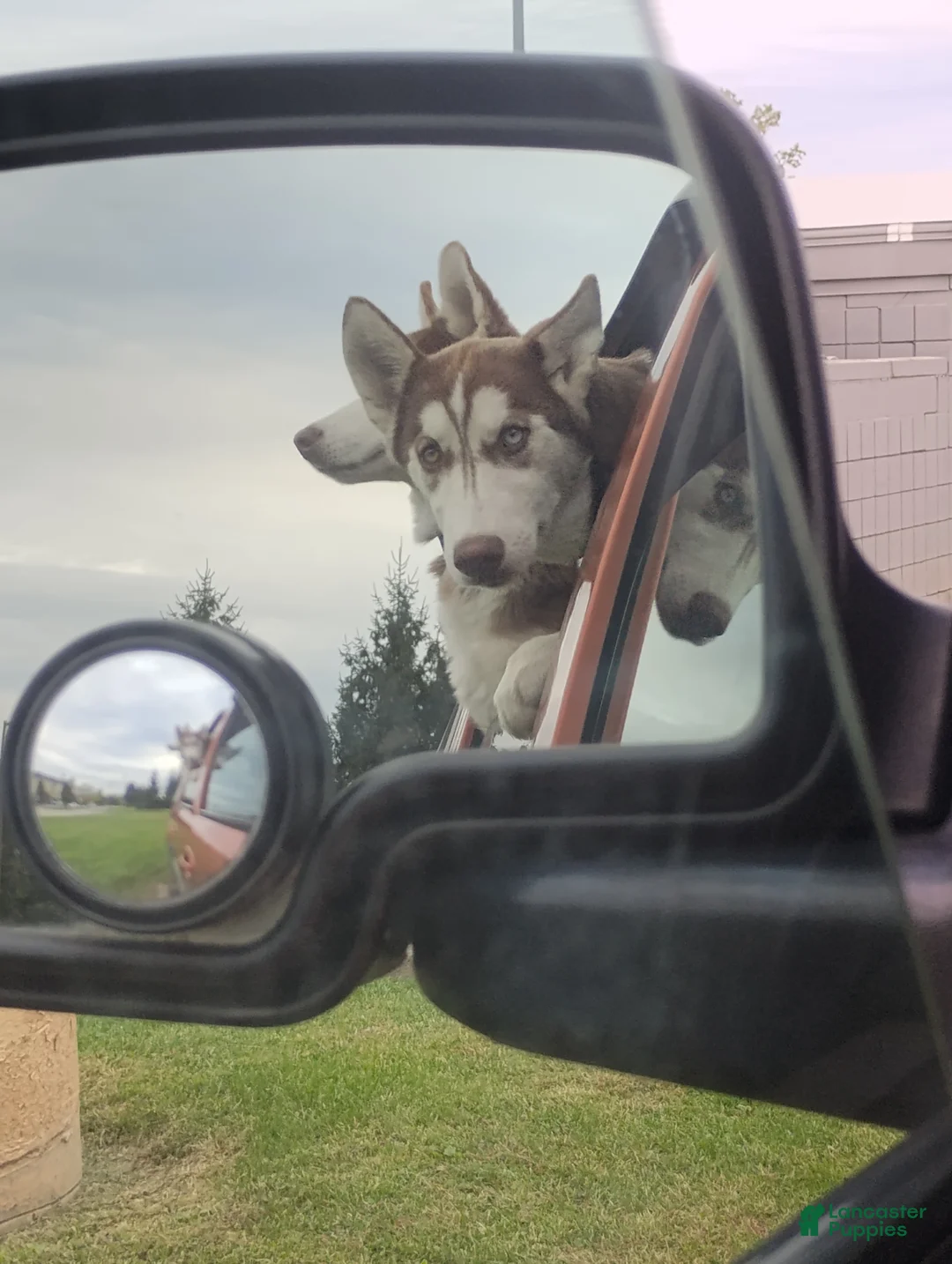 Alaskan Husky dogs for sale: Siberian Husky Puppy 1 - Ad 1