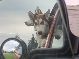 Alaskan Husky dogs Siberian Husky Puppy 1 - Ad 2