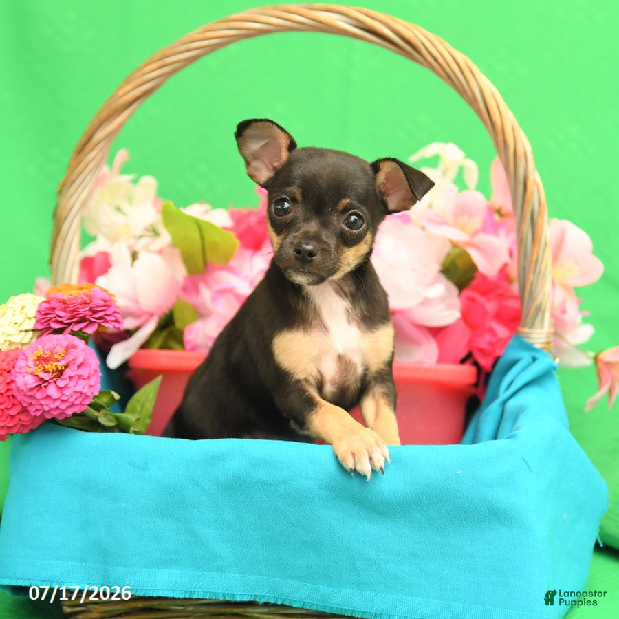 Chihuahua dogs Fancy - Ad 1