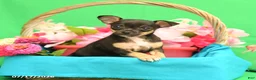 Chihuahua dogs for sale: Fancy - Ad 1