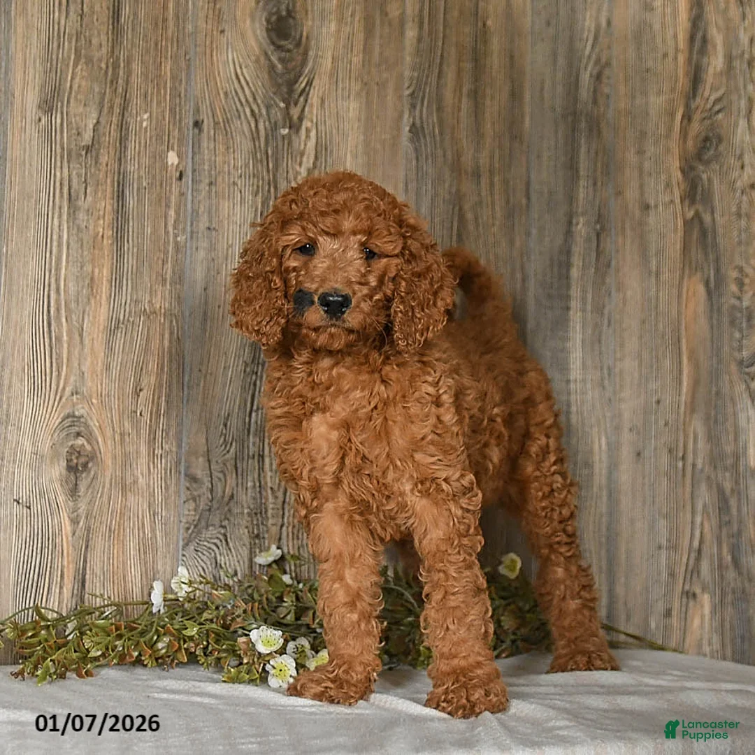 Goldendoodle dogs for sale: Espresso - Ad 2