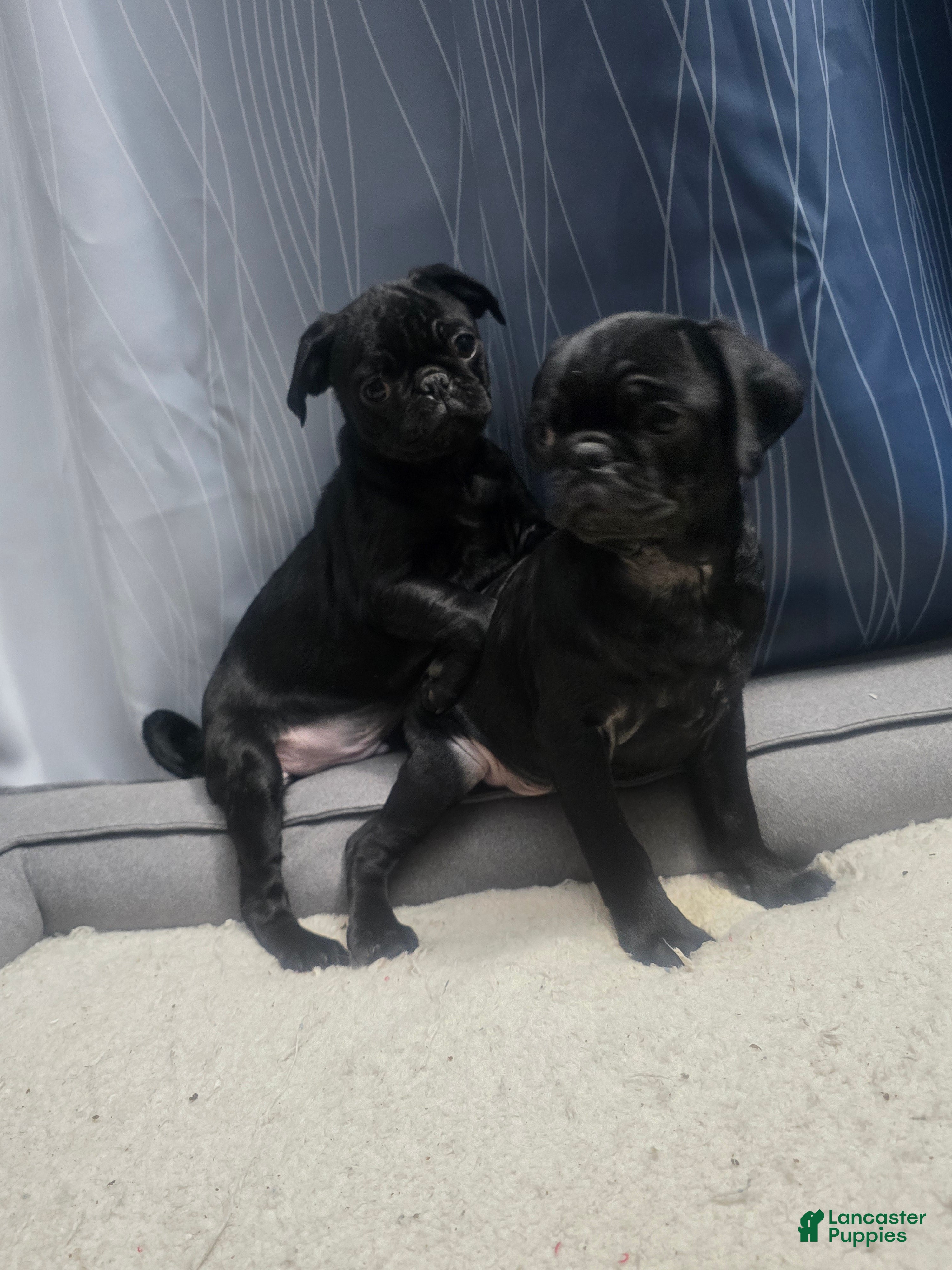 Pug dogs Pug Puppy 1 - Ad 24