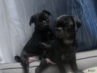 Pug dogs Pug Puppy 1 - Ad 24