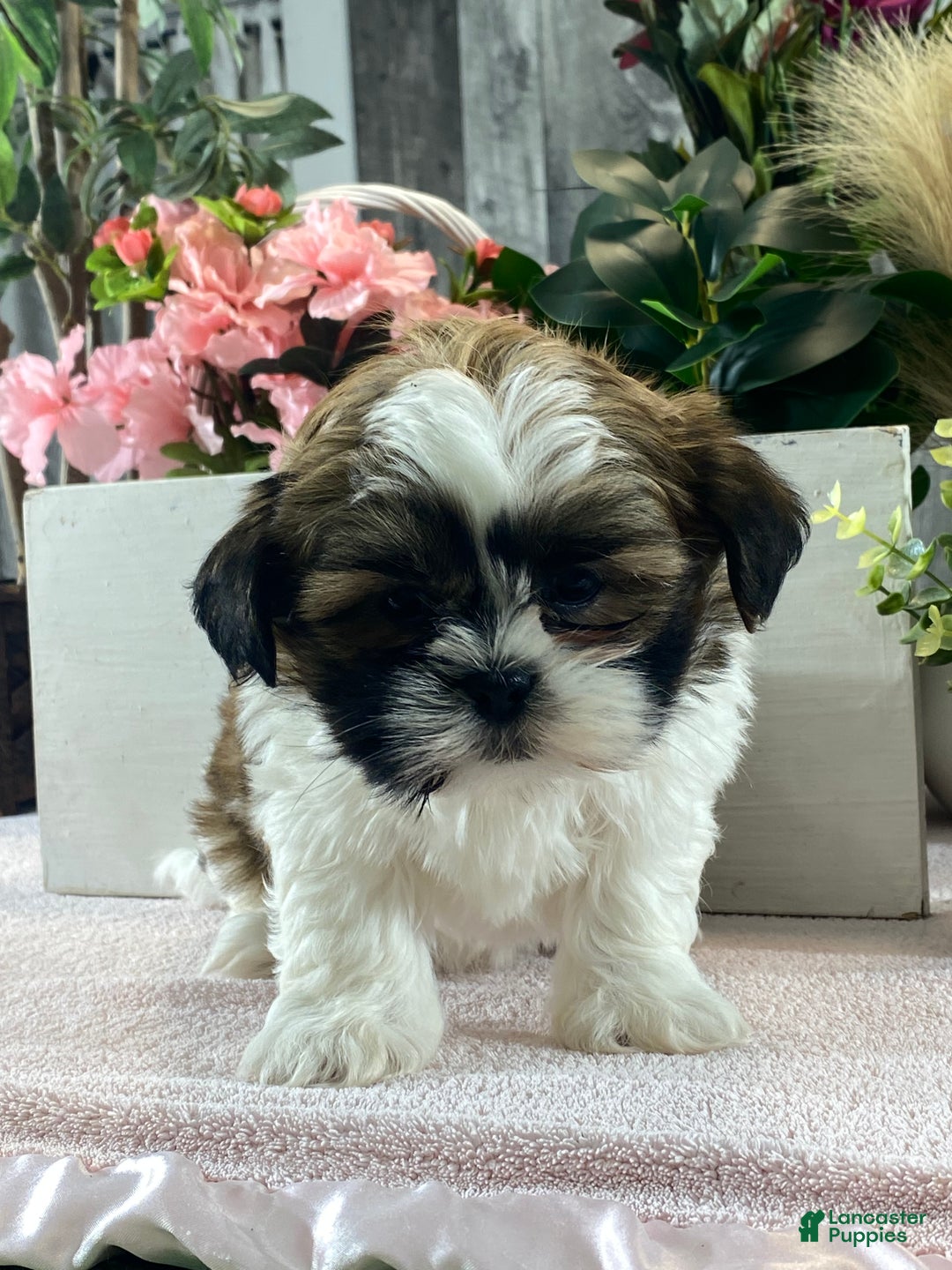 Mixed Breed dogs for sale: Oliver  - Ad 7