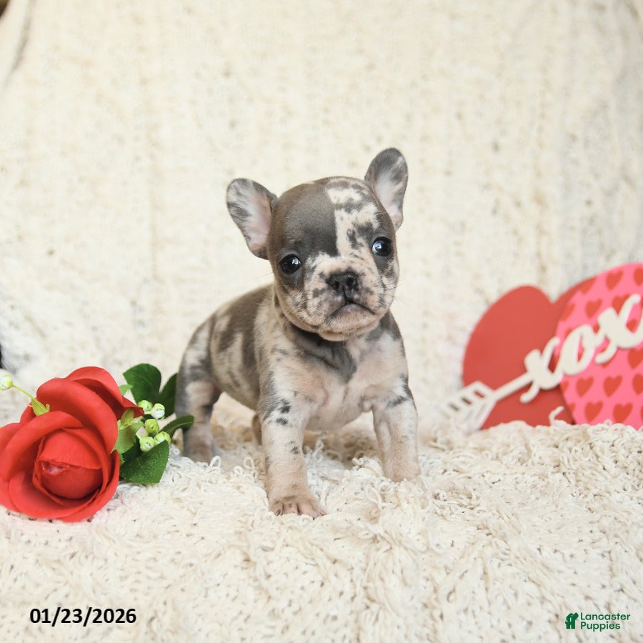 French Bulldog dogs Beverly - Ad 2