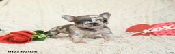 French Bulldog dogs for sale: Beverly - Ad 4