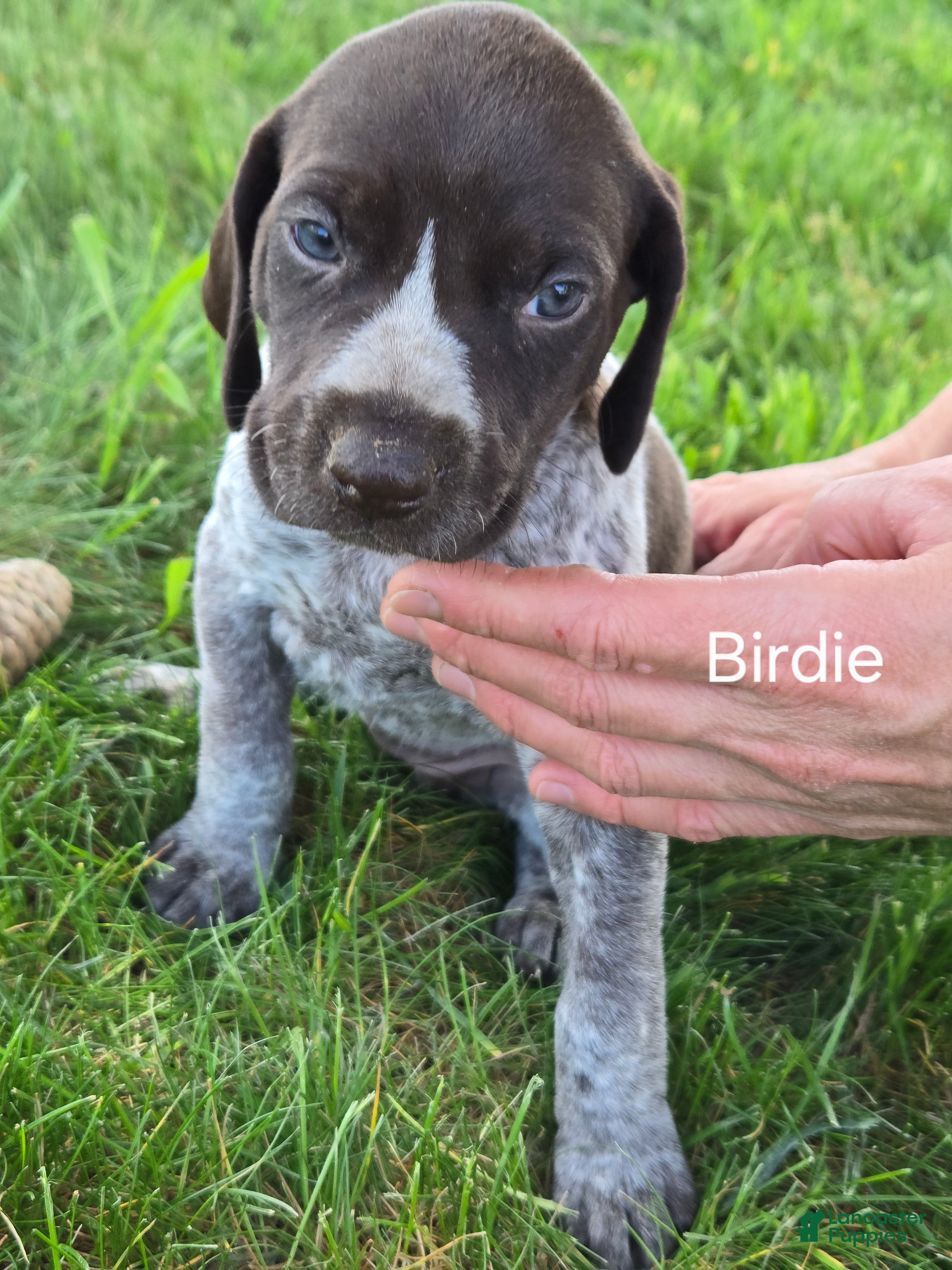 German Shorthaired Pointer dogs for sale: Birdie  - Ad 1
