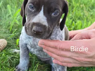 German Shorthaired Pointer dogs for sale: Birdie - Ad 1