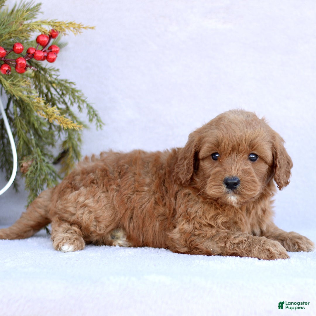 Mini Goldendoodle dogs for sale: Lola  - Ad 3