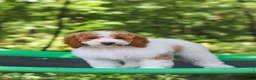 Standard Poodle dogs for sale: Blossom - Ad 22