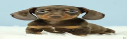 Miniature Dachshund dogs for sale: Rockett 🚀 - Ad 6