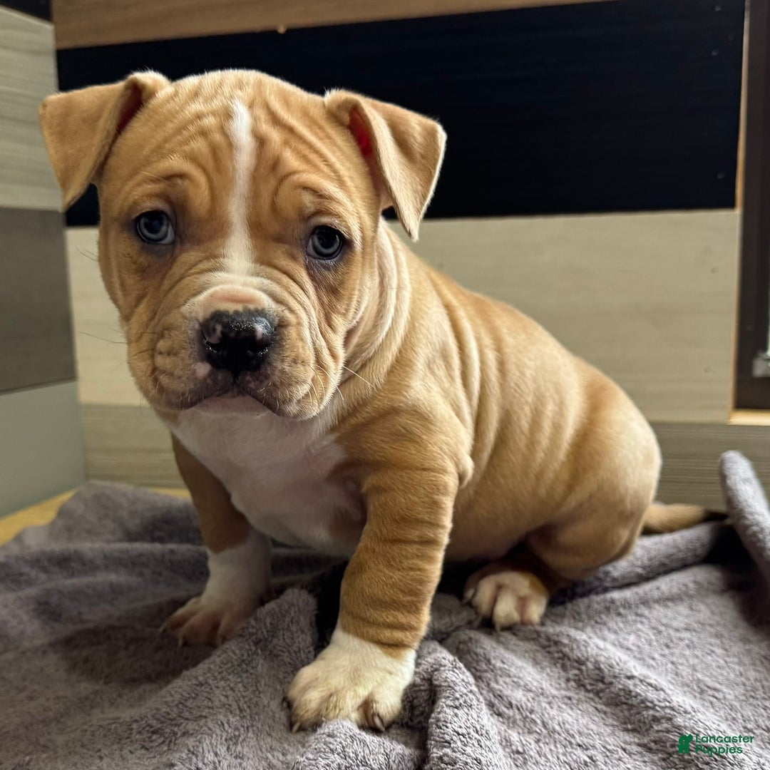 American Bully dogs for sale: Dean - Ad 3