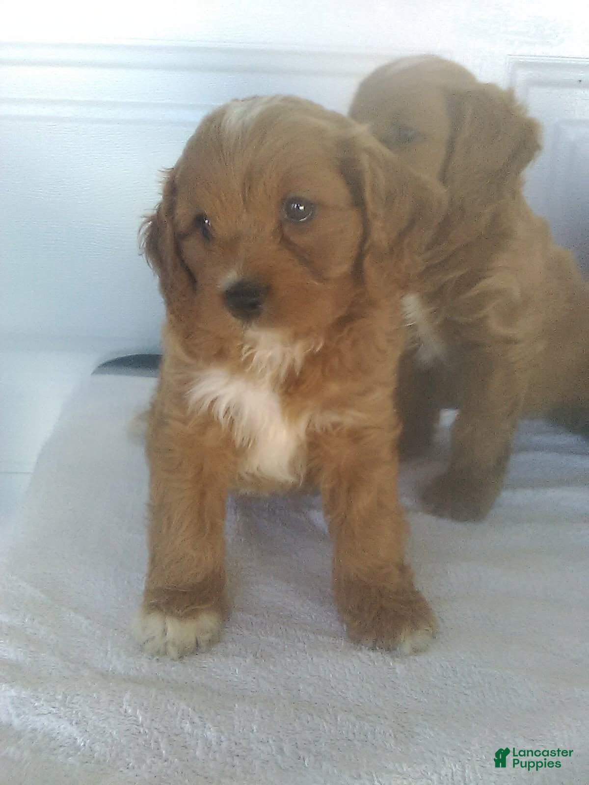 Cavapoo dogs Max - Ad 1