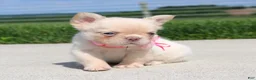 French Bulldog dogs for sale: Buttercup - Ad 4