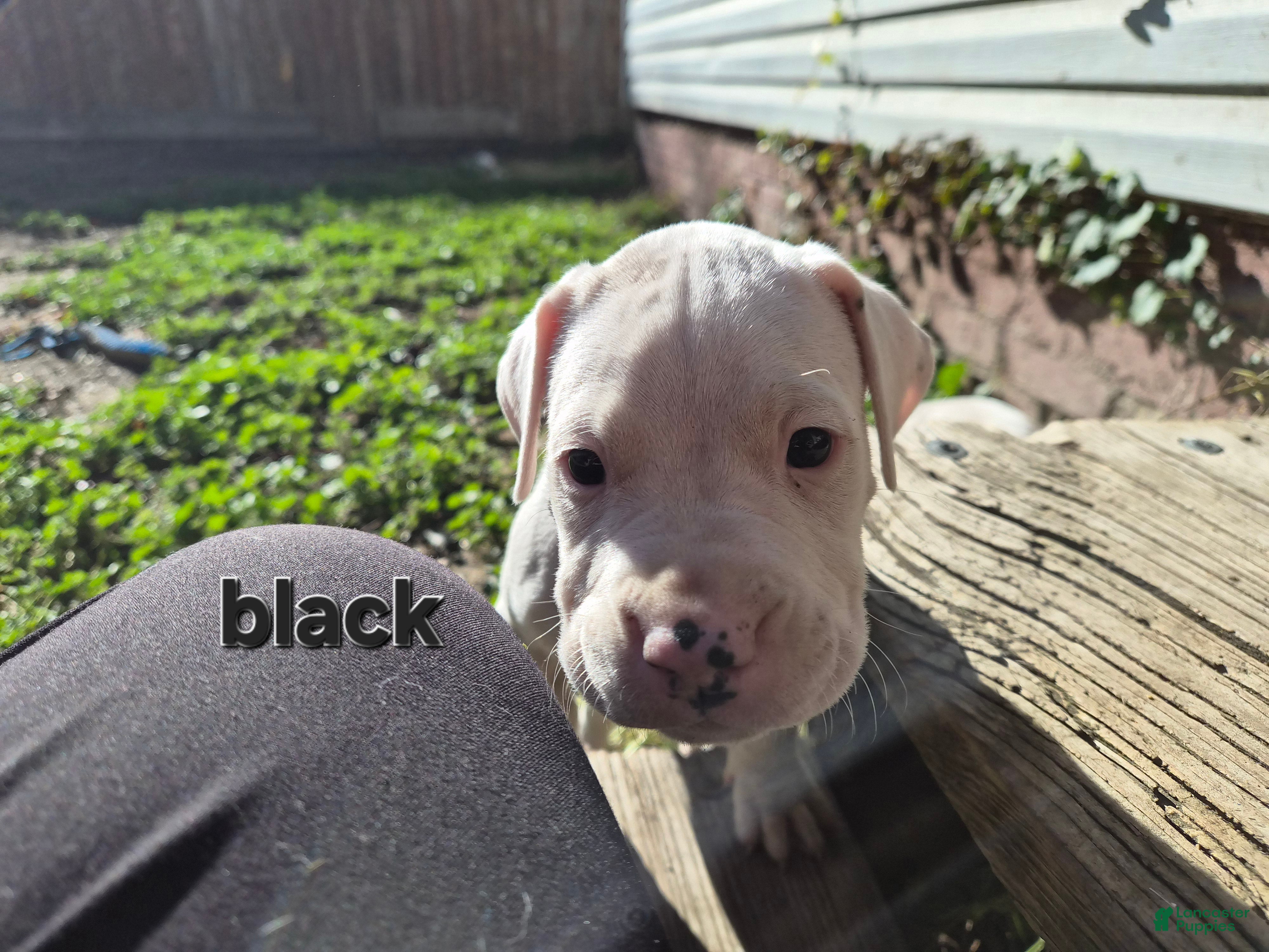 Dogo Argentino dogs Dogo Argentino Puppy 3 - Ad 5