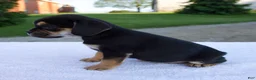 Beabull dogs for sale: Kona - Ad 4