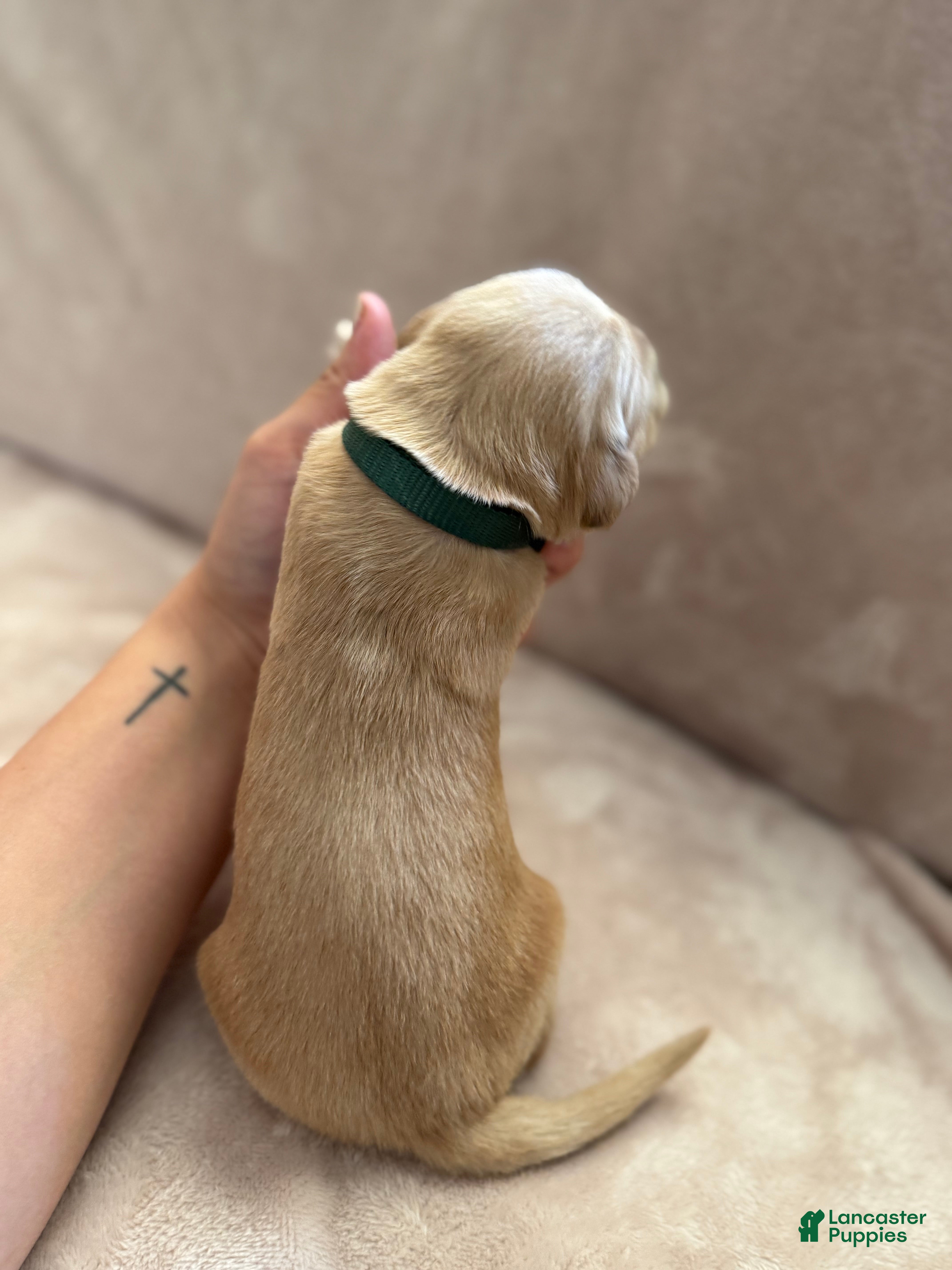 Golden Retriever dogs Dark Green- male  - Ad 2