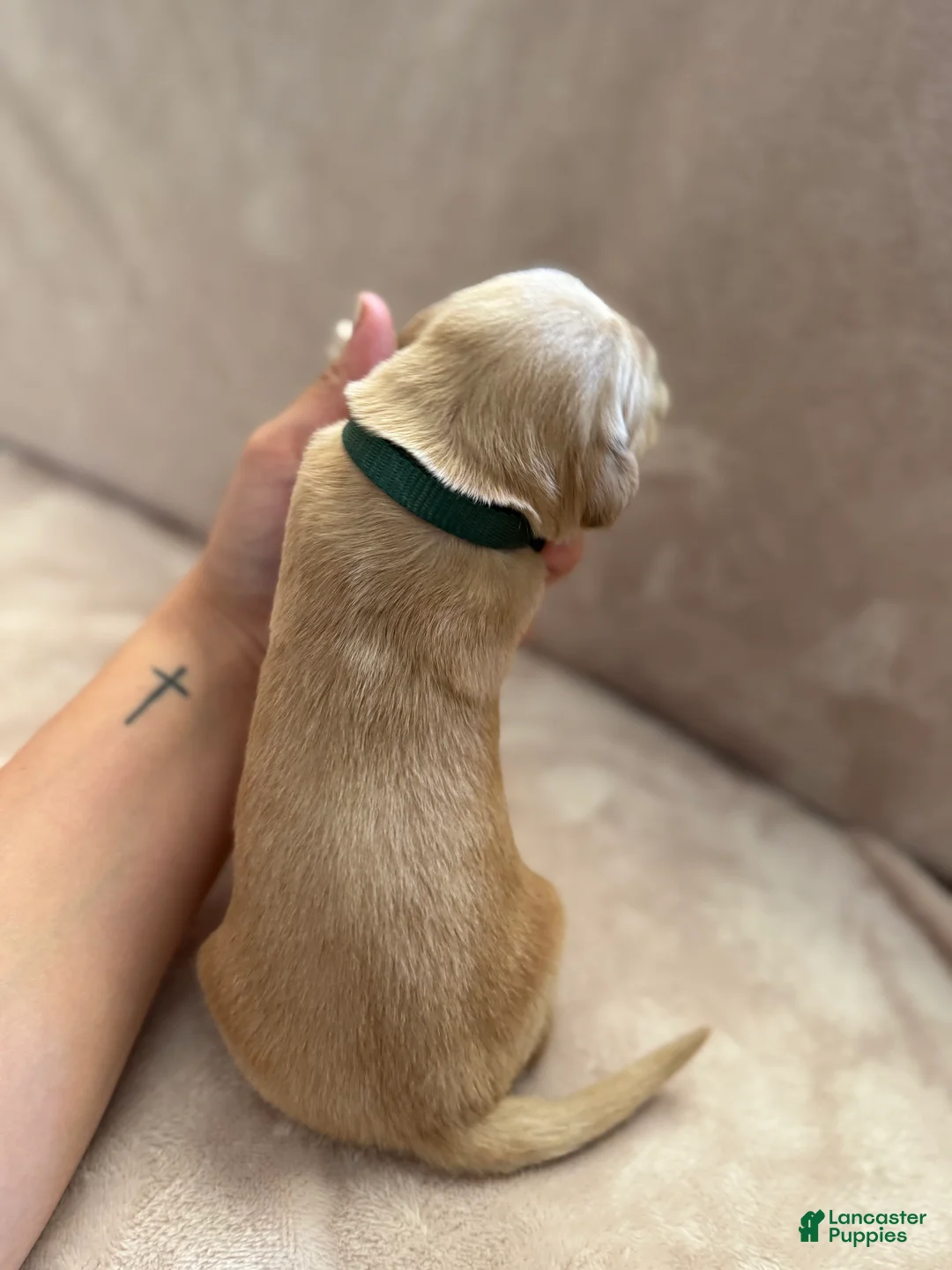 Golden Retriever dogs for sale: Dark Green- male  - Ad 2