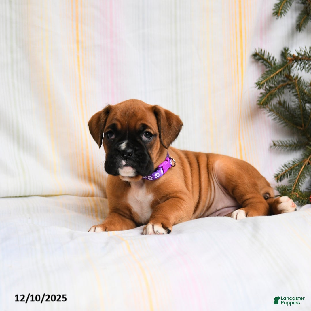 Boxer dogs for sale: Gloria - Ad 2
