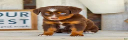 Miniature Australian Shepherd dogs for sale: Baxter - Ad 4