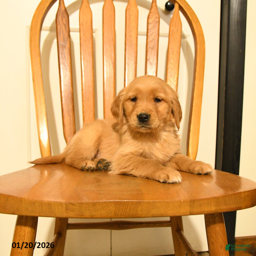 Golden Retriever dogs for sale: Blue - Ad 2