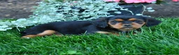 Mixed Breed dogs for sale: Trevor - Ad 3