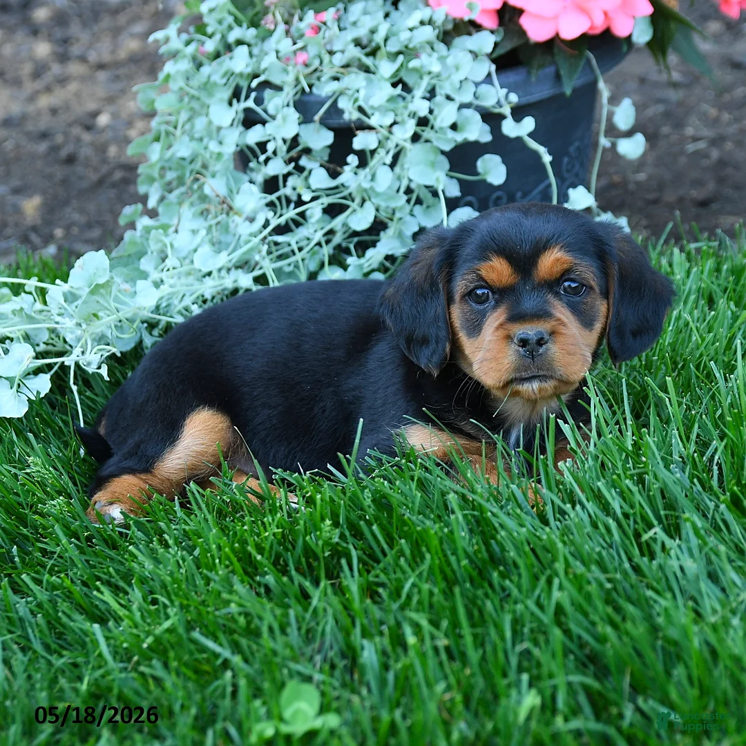 Mixed Breed dogs for sale: Trevor - Ad 3