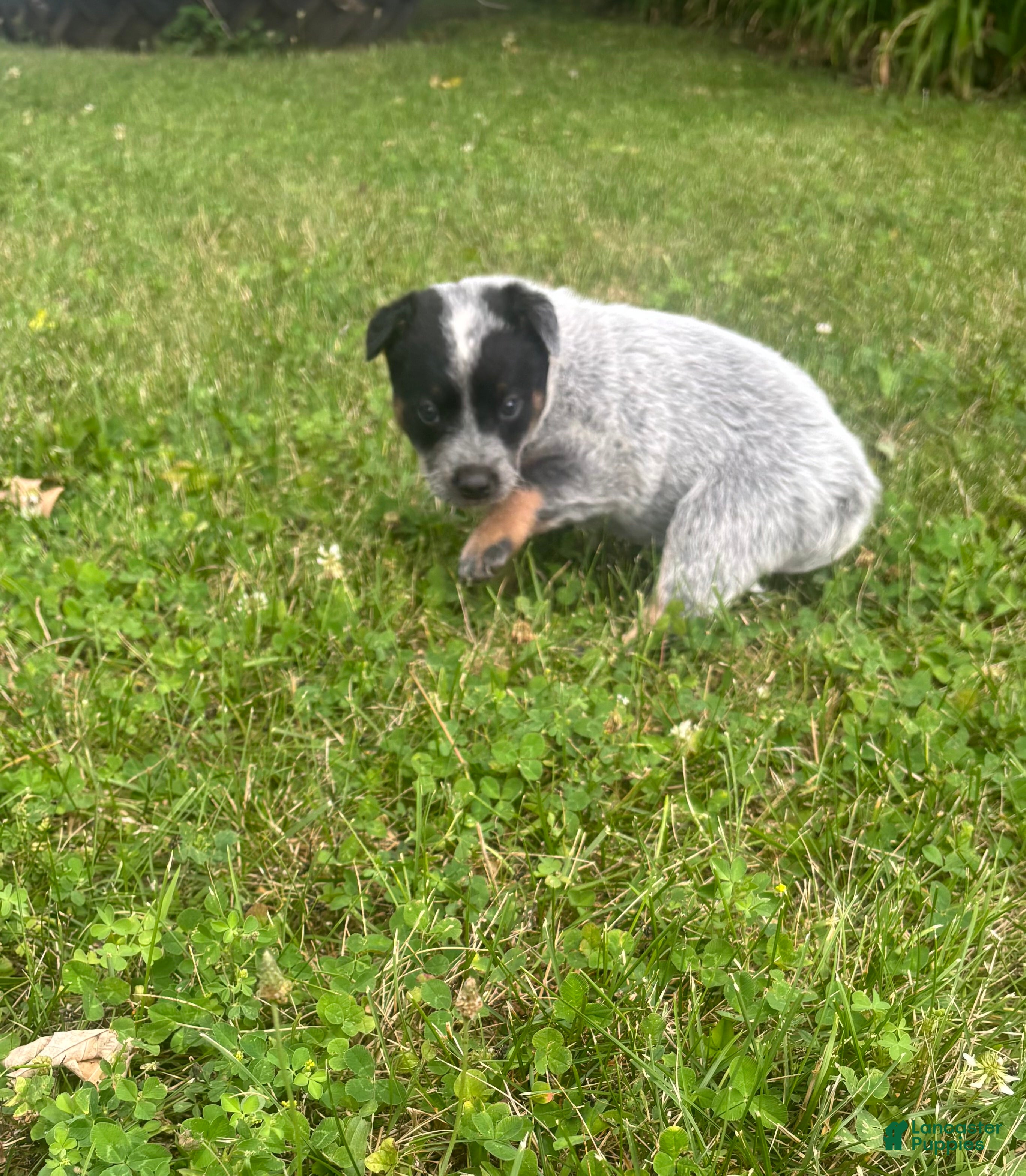 Australian Cattle Dog dogs Daisy - Ad 2