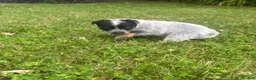 Australian Cattle Dog dogs for sale: Daisy - Ad 2