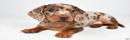 Dachshund dogs for sale: Dakota  - Ad 7