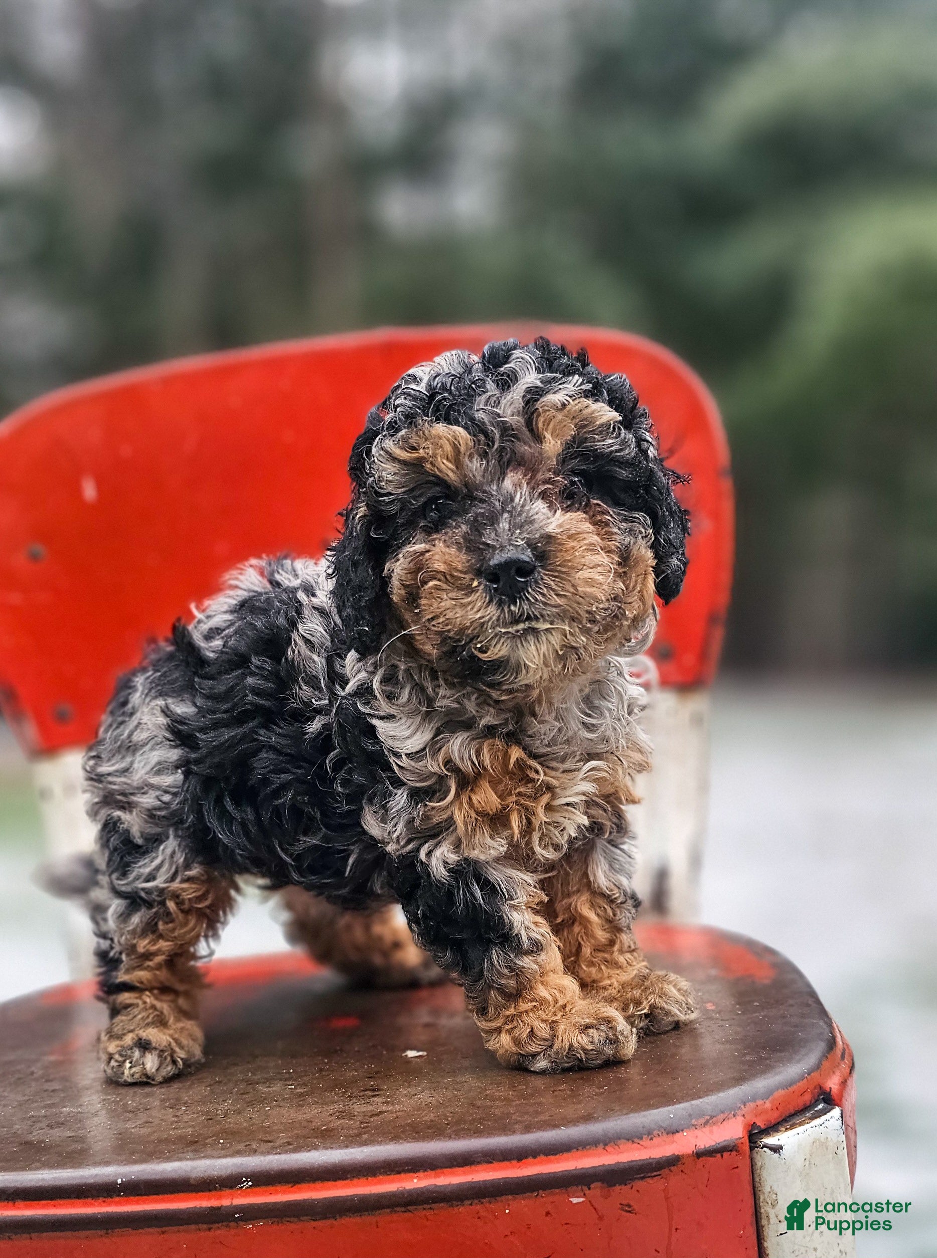 Miniature Poodle dogs Shadow - Ad 29