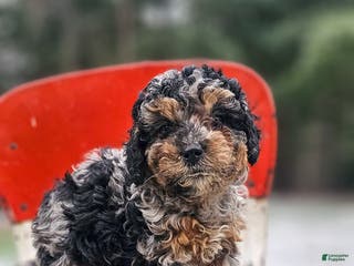 Miniature Poodle dogs Shadow - Ad 29