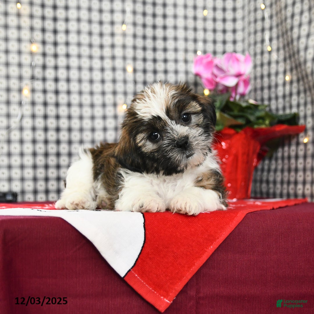 Mixed Breed dogs for sale: Kory - Ad 3