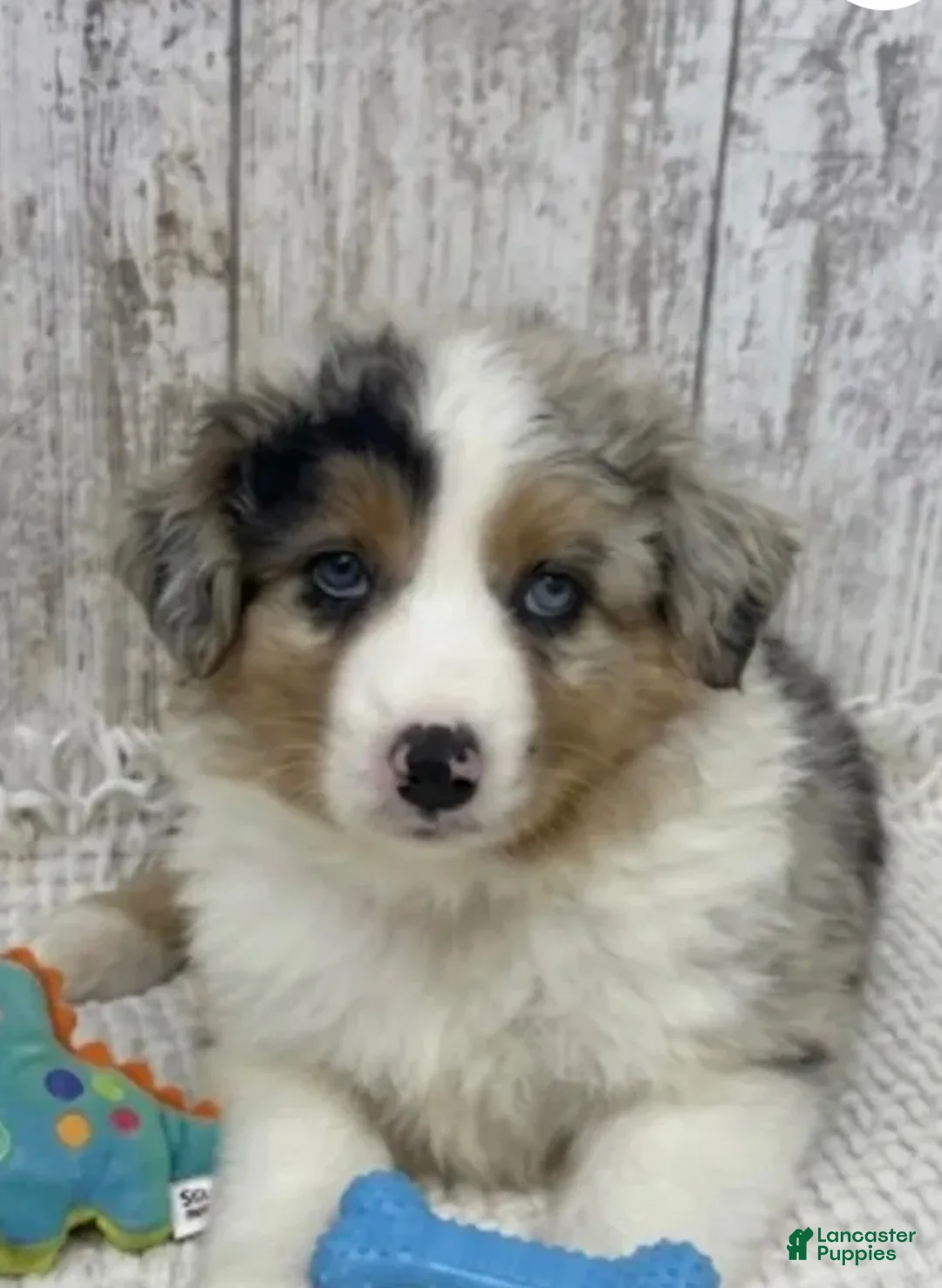 Australian Shepherd dogs for sale: Australian Shepherd 1 - Ad 1