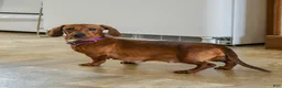 Miniature Dachshund dogs for sale: Scout - Ad 6