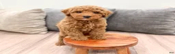 Miniature Poodle dogs for sale: Clifford - Ad 2
