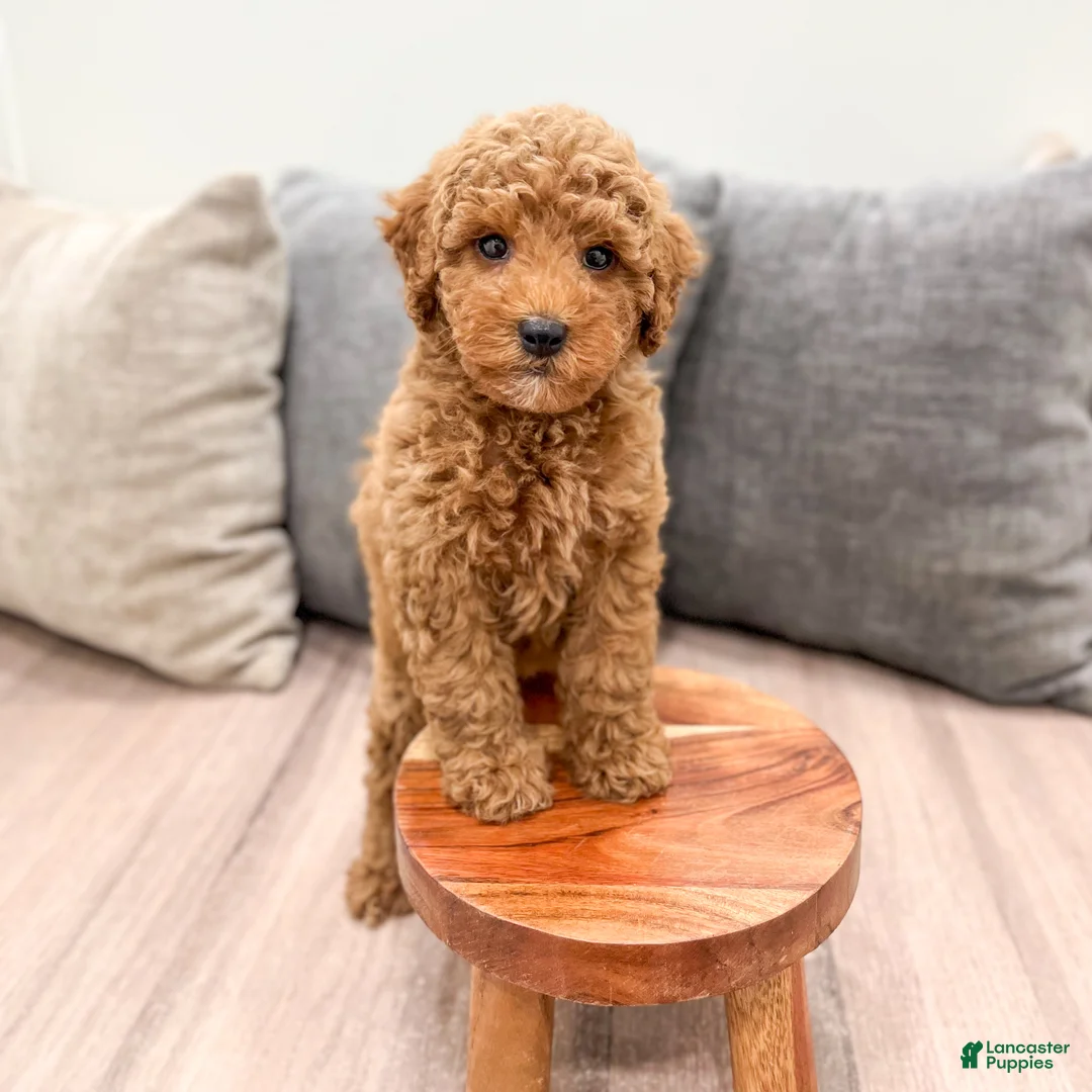 Miniature Poodle dogs for sale: Clifford - Ad 2