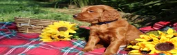 Mixed Breed dogs for sale: Rocky - Irish Goldendoodle  - Ad 17