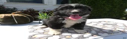 Mixed Breed dogs for sale: Mixed Breed 8 Trina - Ad 4
