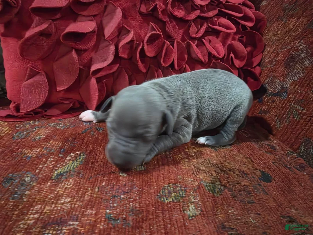 Italian Greyhound dogs for sale: Puppy 2 Female - Ad 4