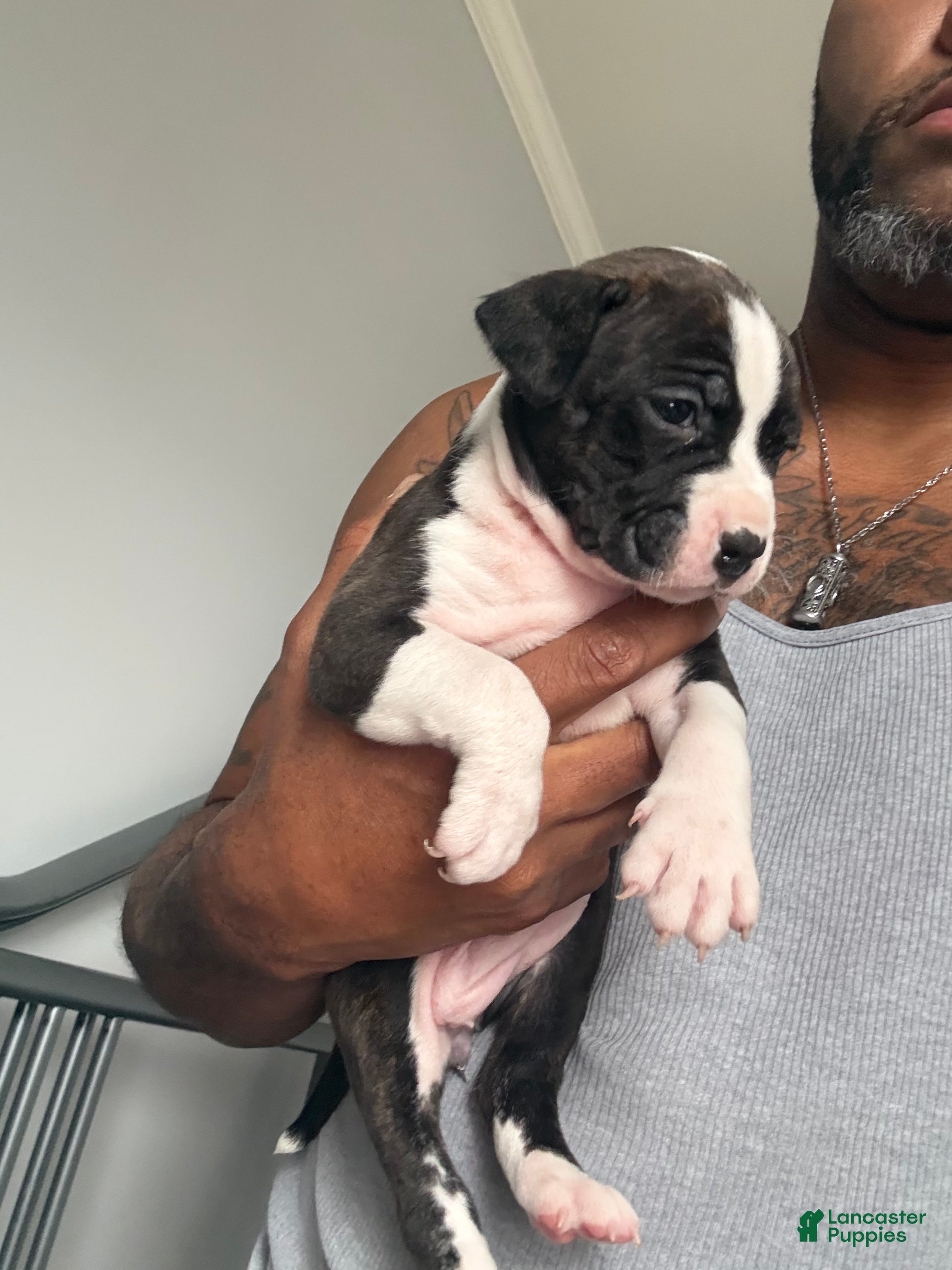 American Bully dogs for sale: American Bully Puppy 4 - Ad 4